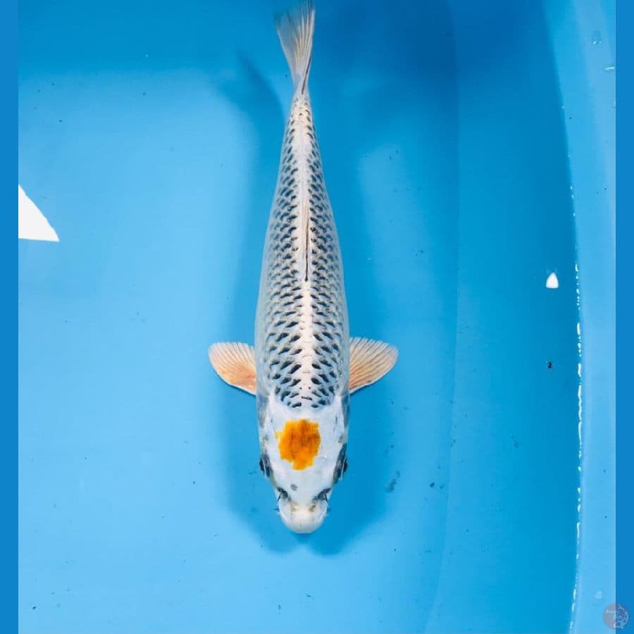 tancho kujaku, 32 cm