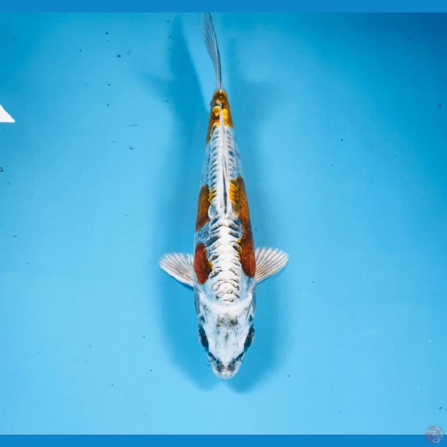 F1 kikokuryu, 20 cm