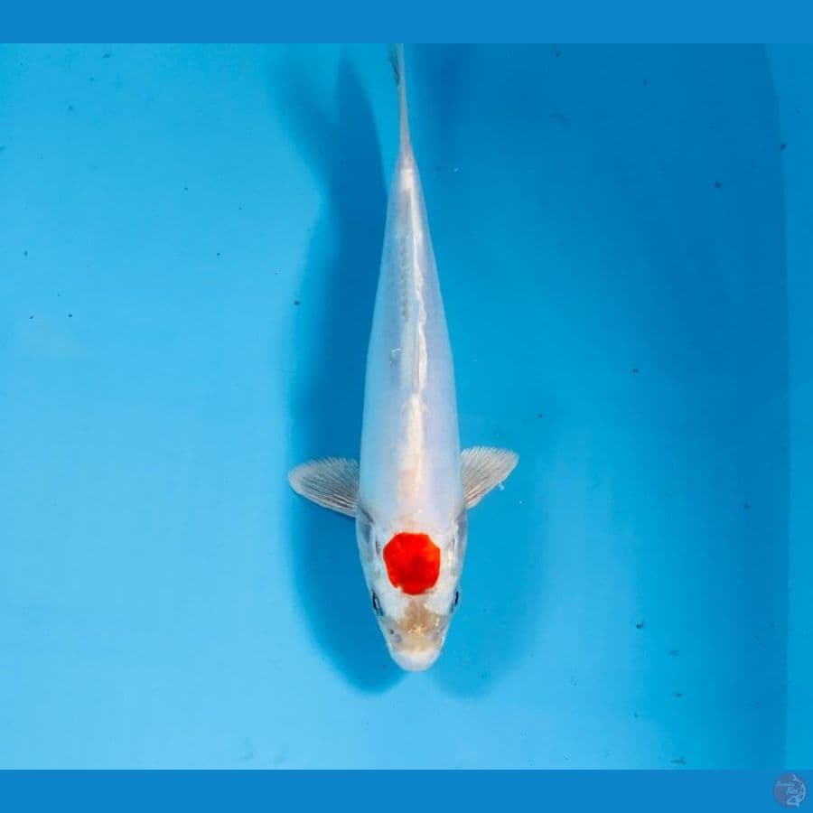 tancho, 22 cm