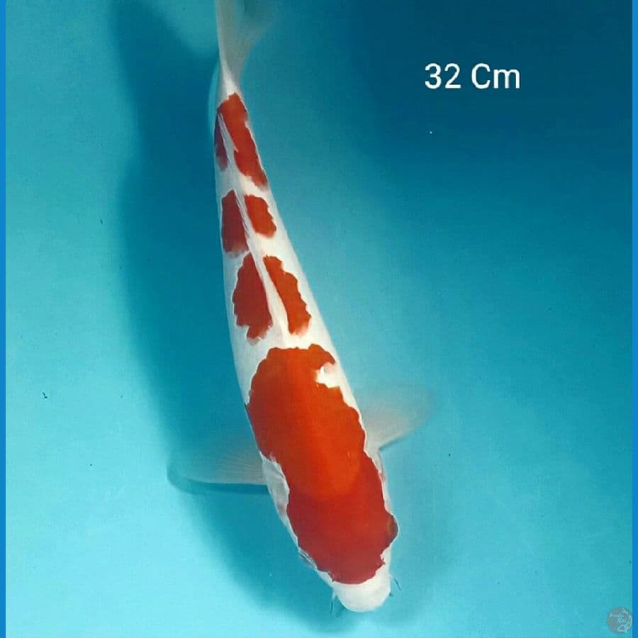 Kohaku 32 Cm