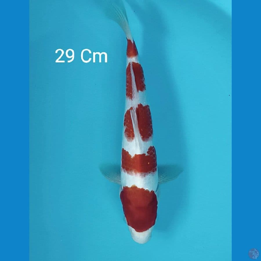 Kohaku 29 Cm