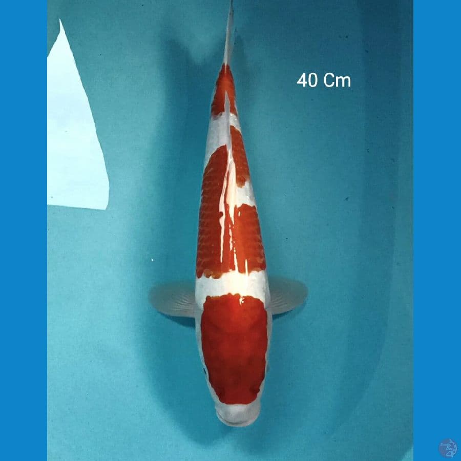 Kohaku 40 Cm