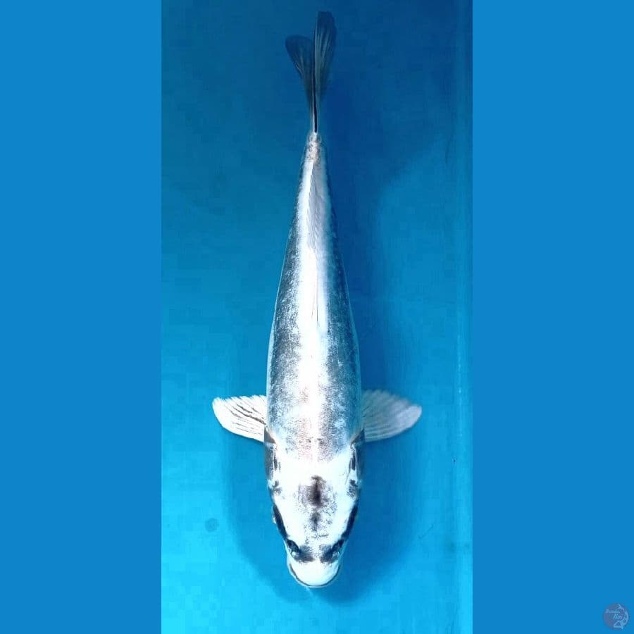 kikokuryu 30cm