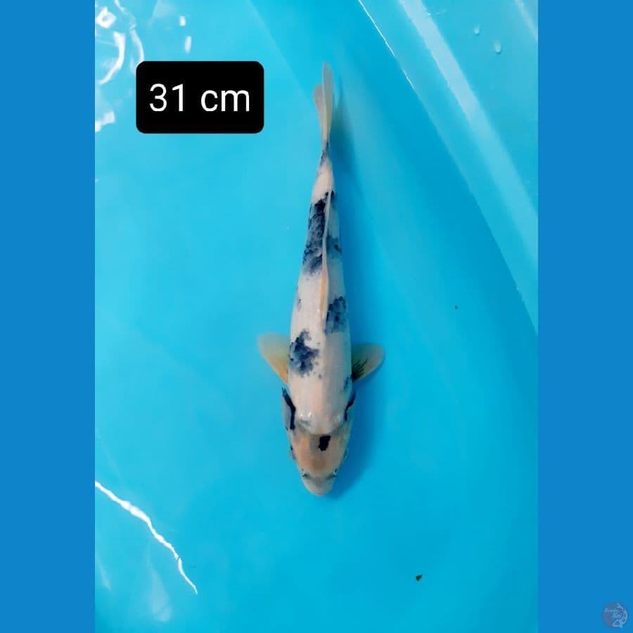 tateghoi jos 31 cm
