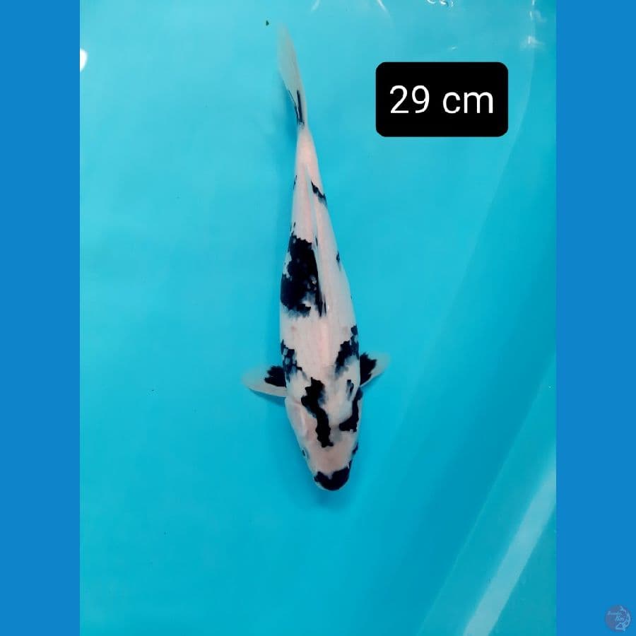 bahan 29 cm