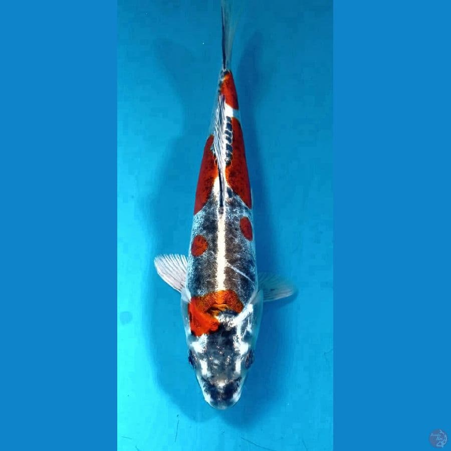 kikokuryu 20cm