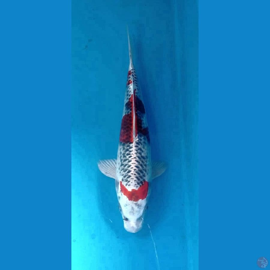 kujaku 30cm