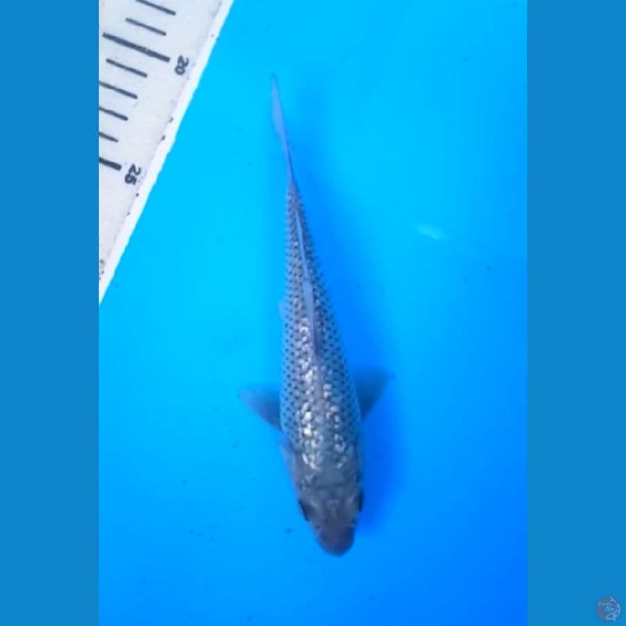 SORAGOI GINRIN 17 Cm