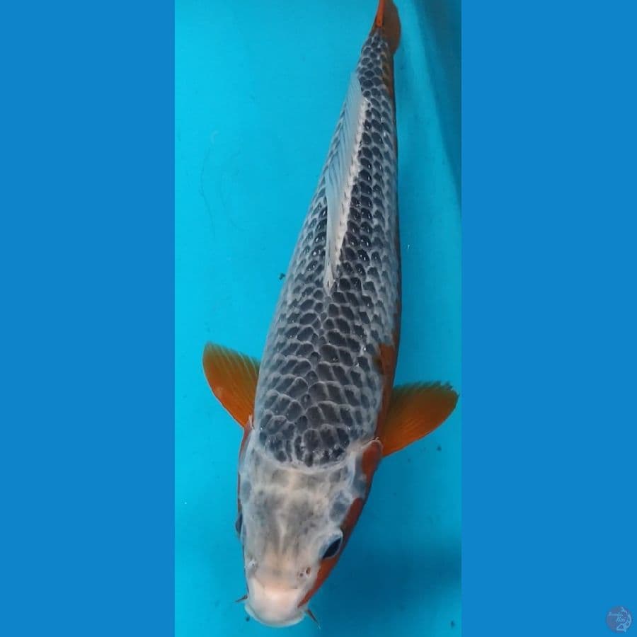 asaagi bohay 30cm