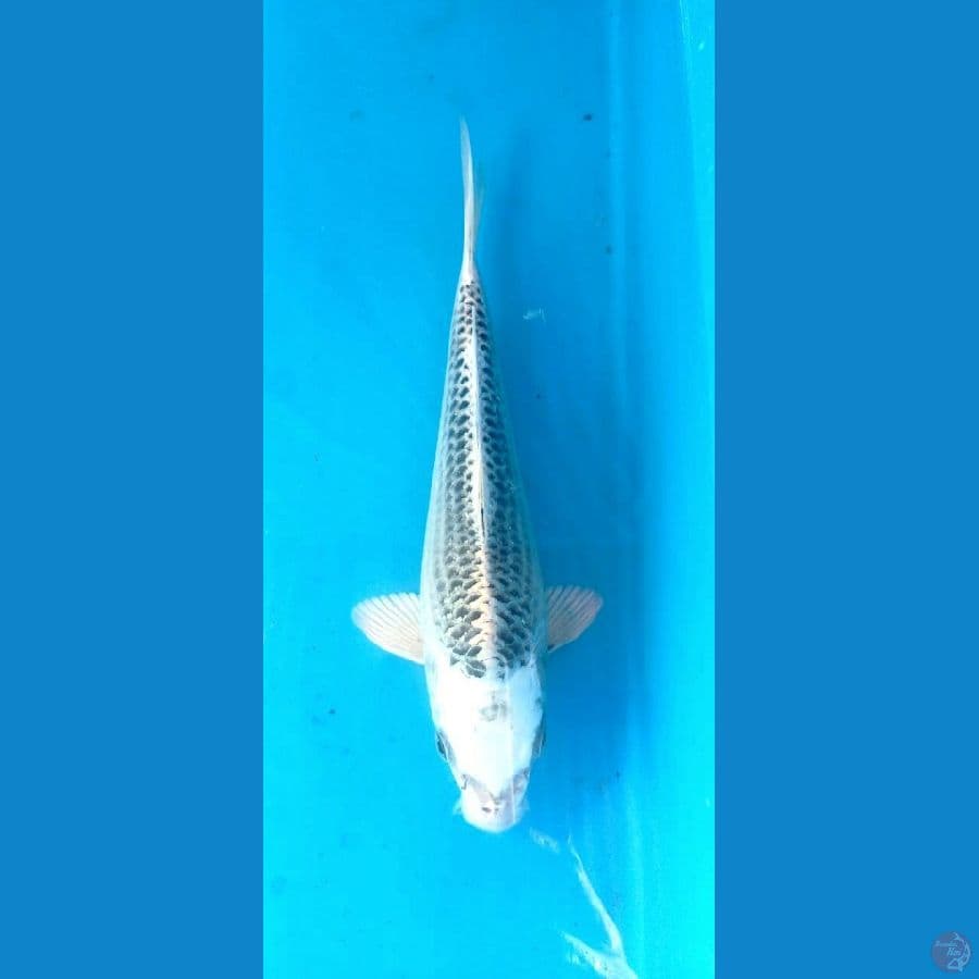 Gin matsuba 26cm