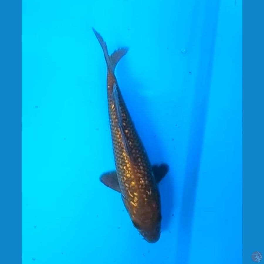CHAGOI TEMBAGA GINRIN 17 Cm
