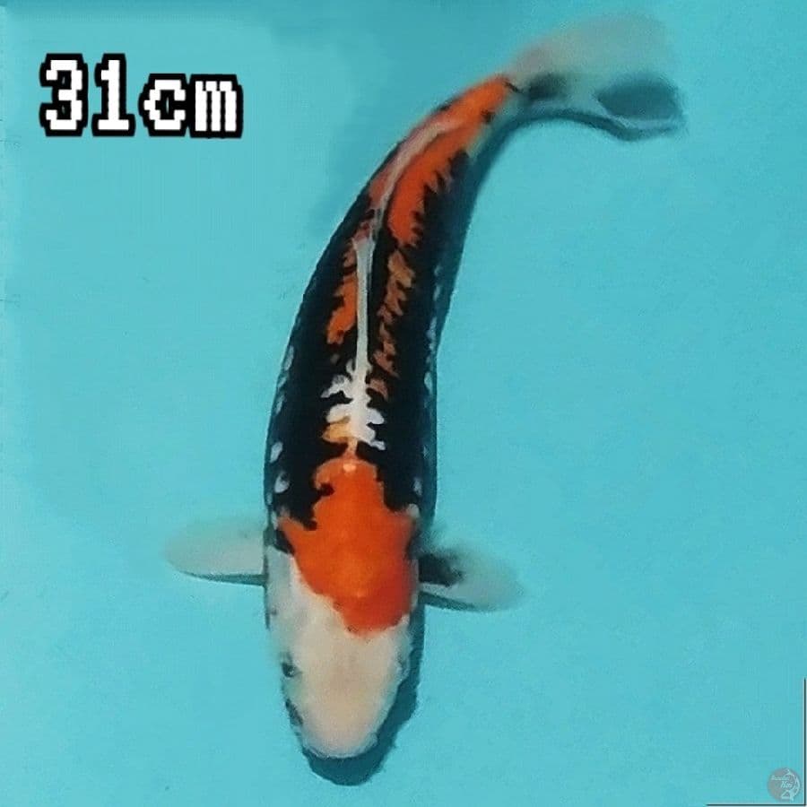 BENI KUMONRYU