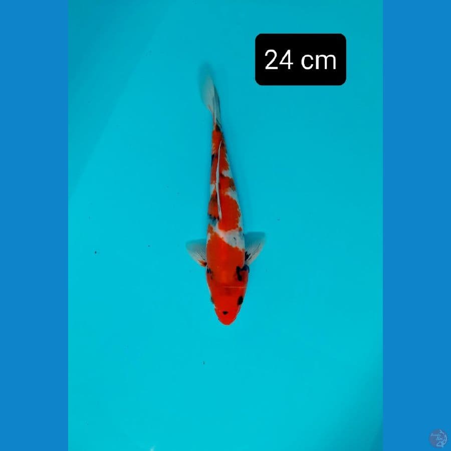 bahan 24 cm