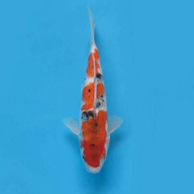 Goromo sanke 28cm