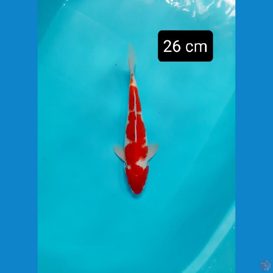 kohaku 26 cm
