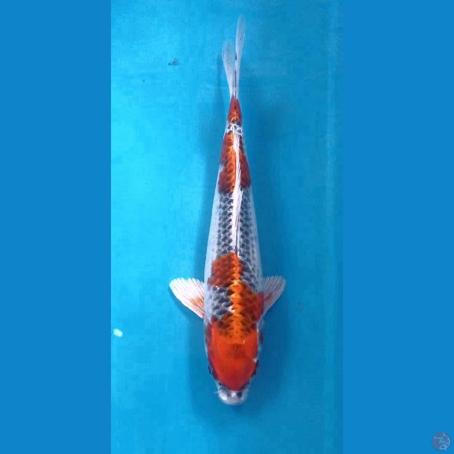 kujaku 25cm