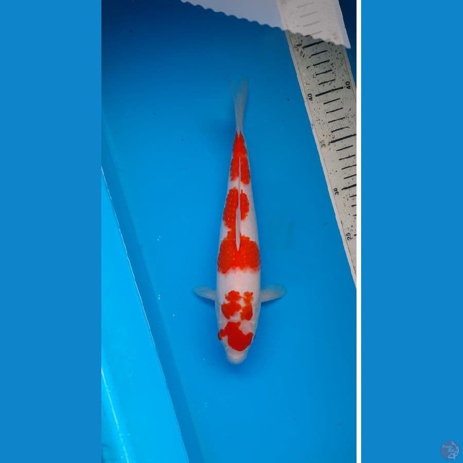 kohaku 28cm