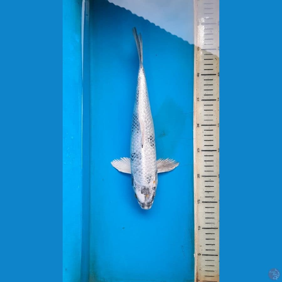 gin shiro 34cm