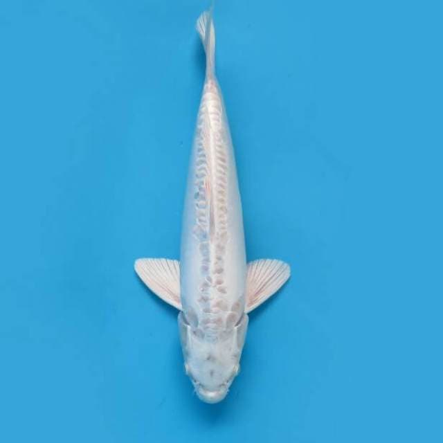 Purachina 36cm