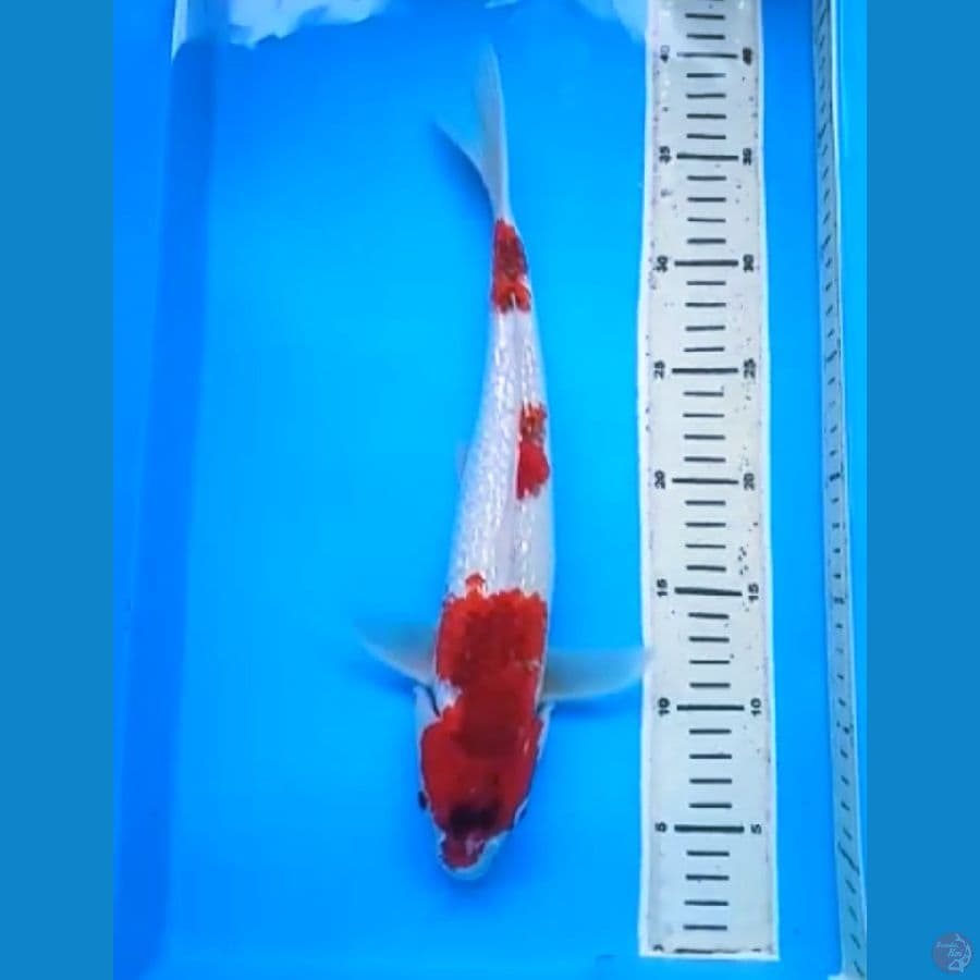 AI GOROMO GINRIN 36 Cm, JANTAN