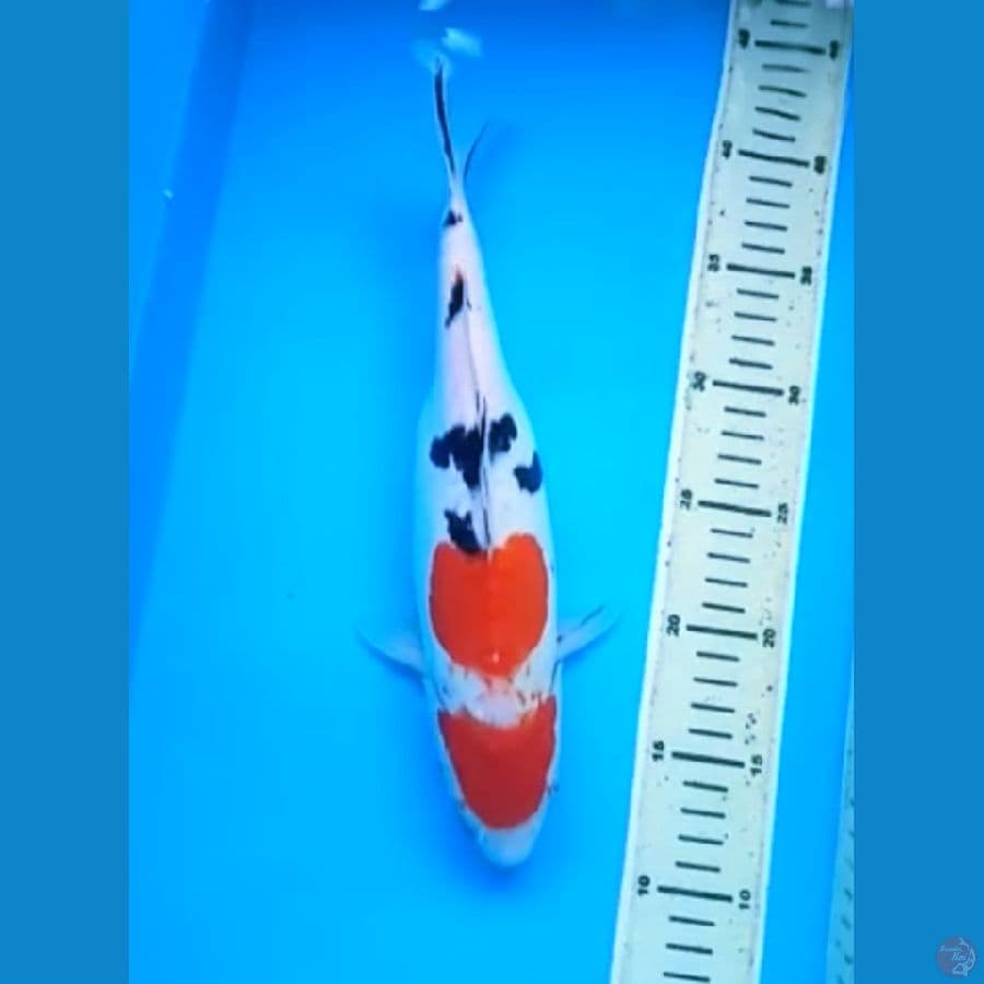 MARUTEN SANKE DOITSU 32 Cm