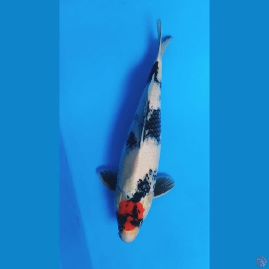 Tancho showa 36cm Jantan