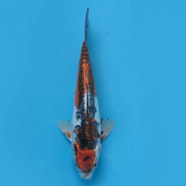 Kawarimono 31cm