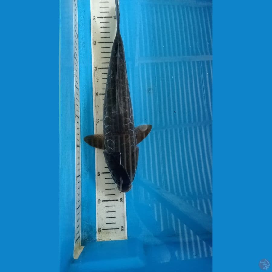 tembaga cagoei sisik naga 35 cm