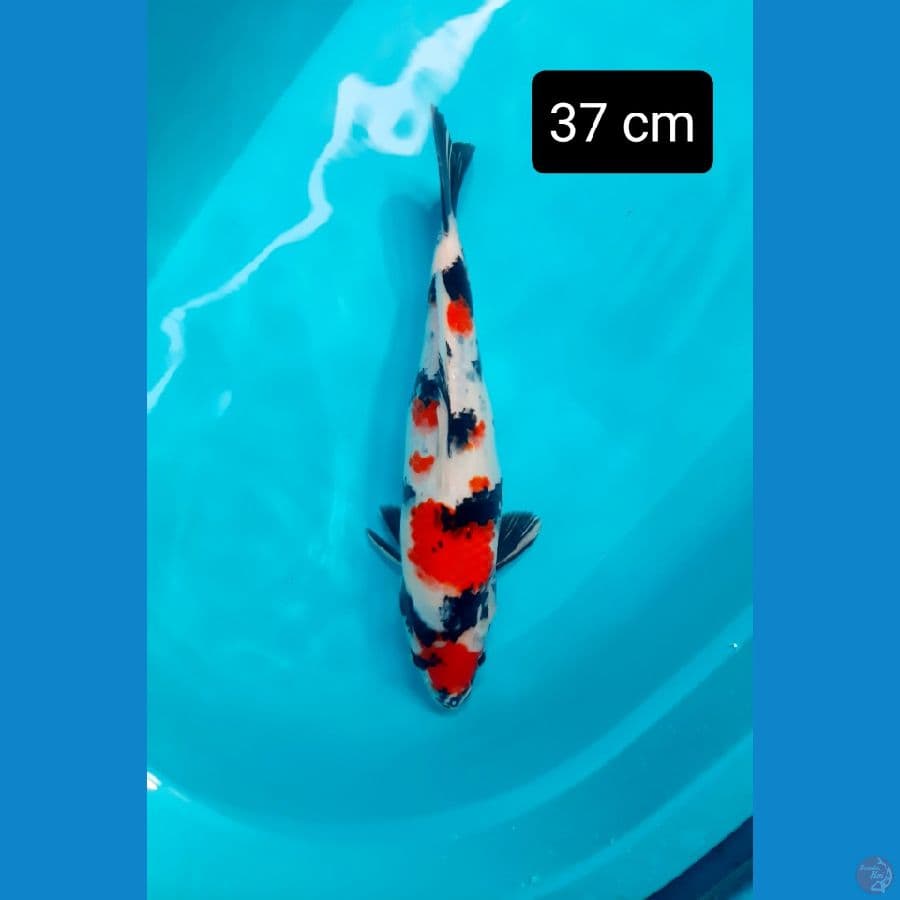 maruten kindai 37 cm