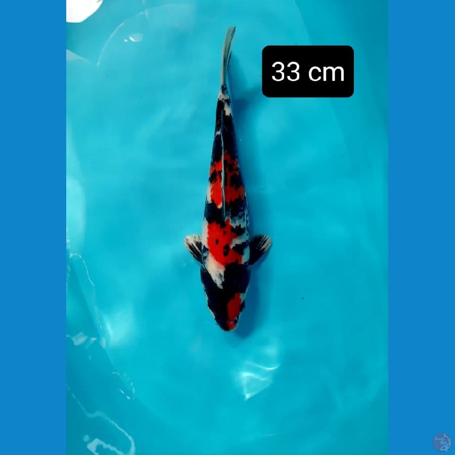 showa 33 cm