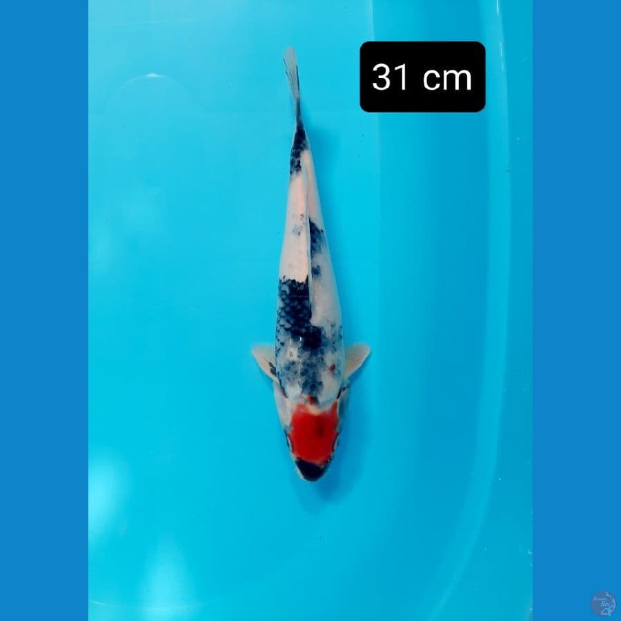 tancho showa 31 cm