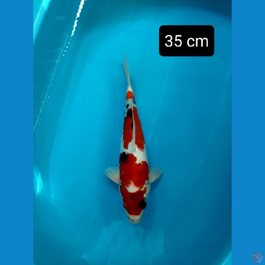 showa tateghoi 35 cm