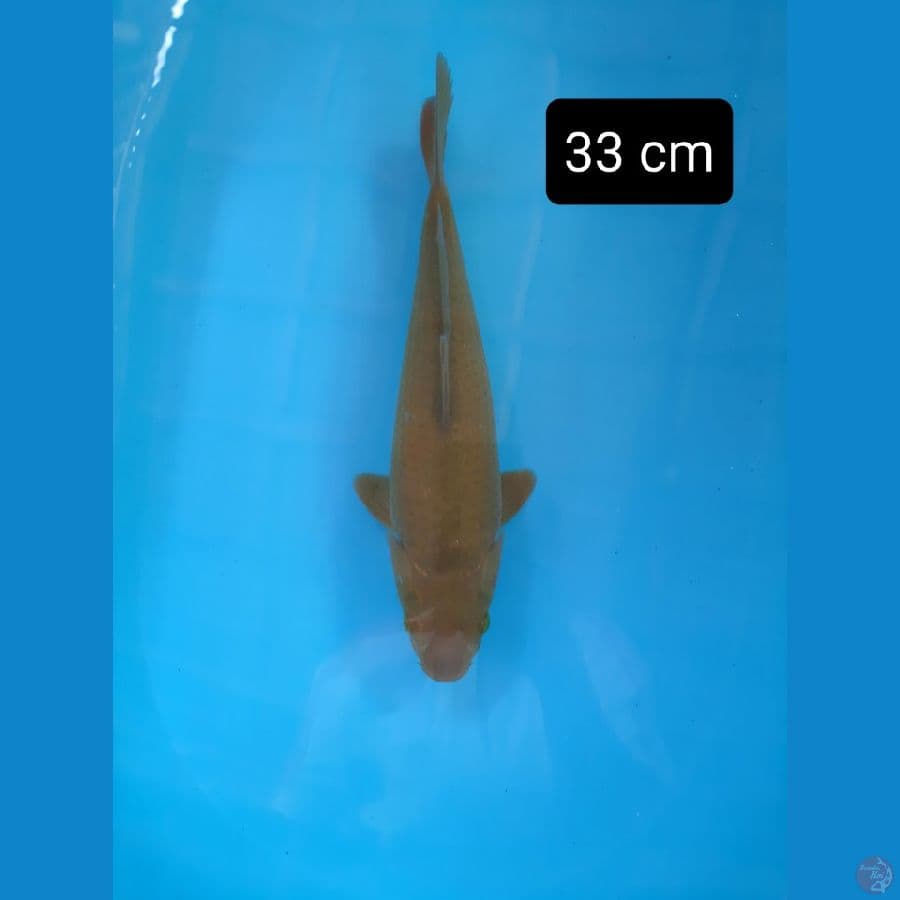 midori 33 cm