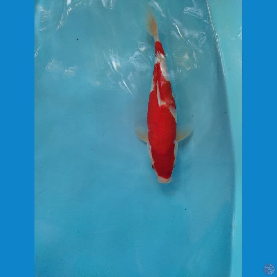 kohaku merah strong 29 cm jantan