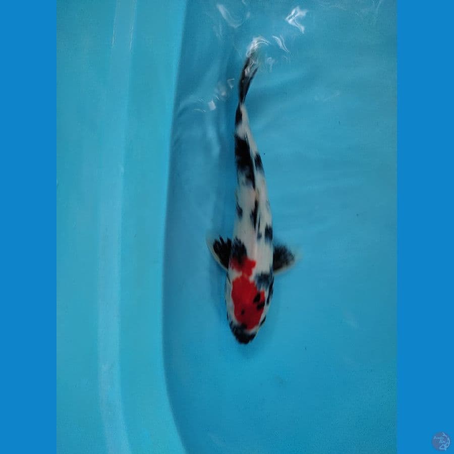 showa jantan 32 cm