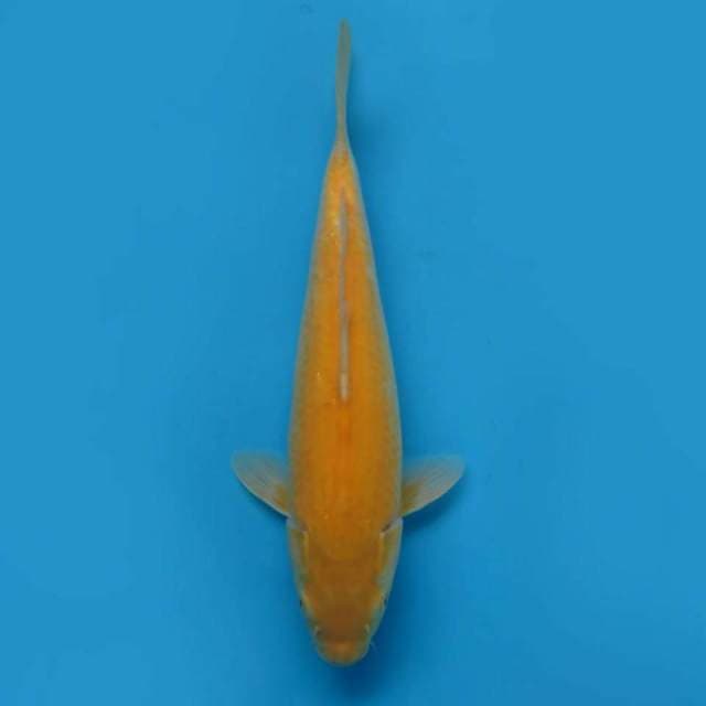 Karasi goi calon jumbo ket no bocor - tosai