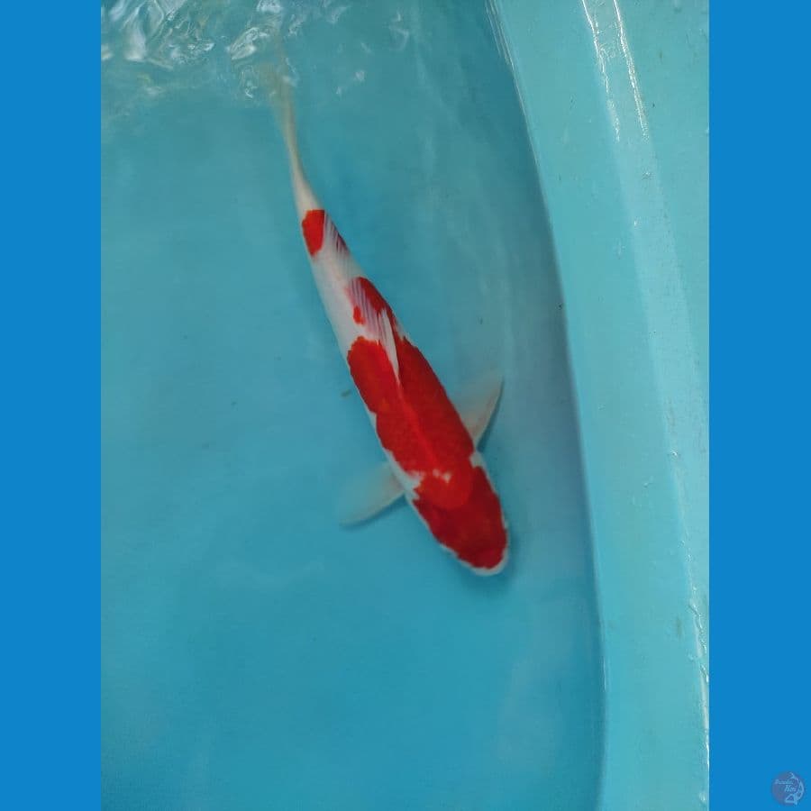 kohaku male 32 cm