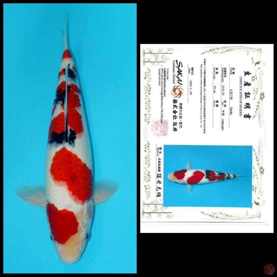 SANKE IMPORT SAKAI, 39 MALE