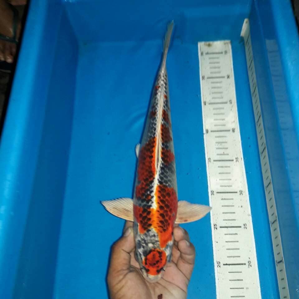 Benigingga koleksi