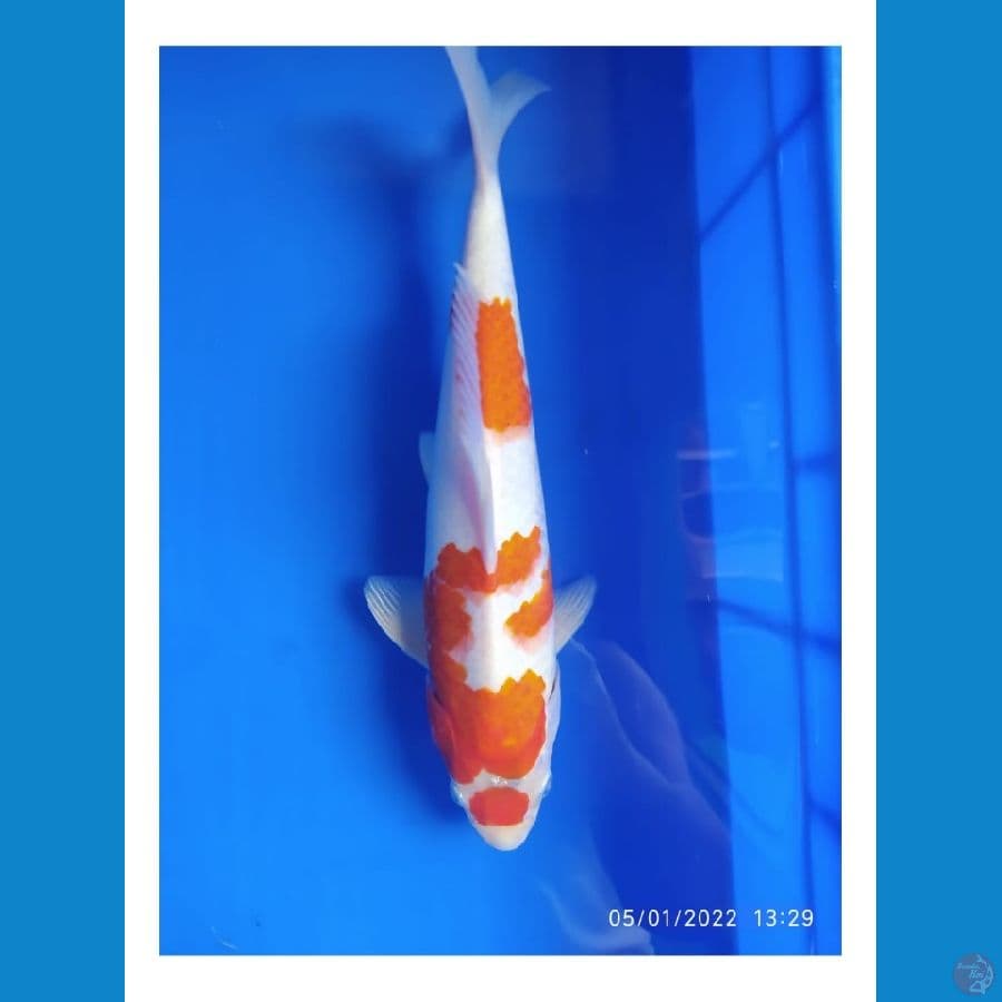 kohaku hikari 29 cm