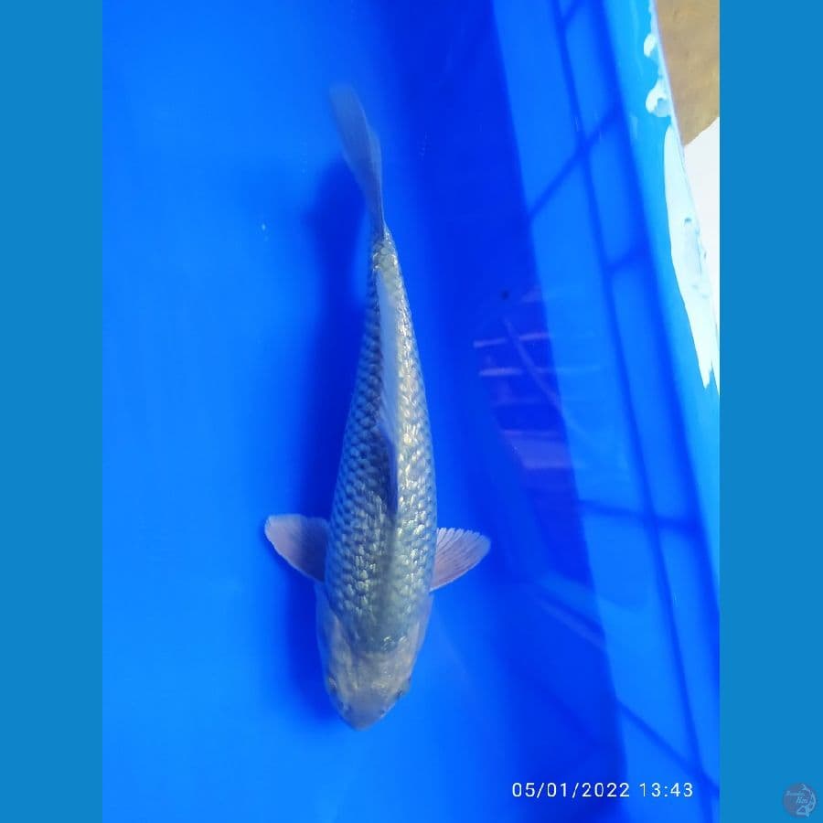 soragoi ginrin 27 cm