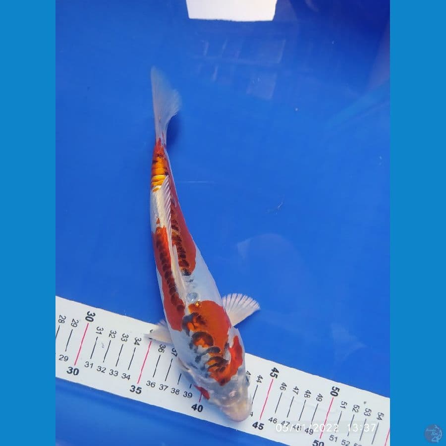 kiko inazuma25cm