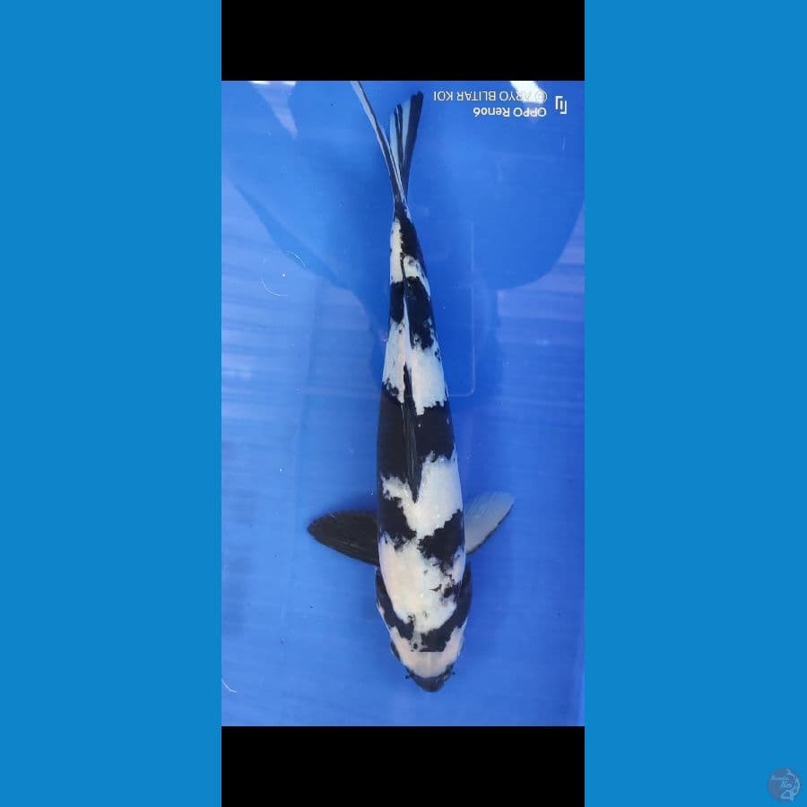 SHIRO UTSURI ORIGINAL 35 CM