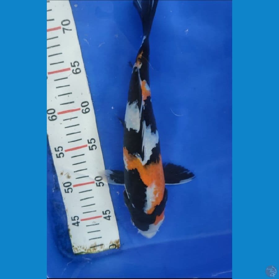 SHOWA ORIGINAL 33 CM
