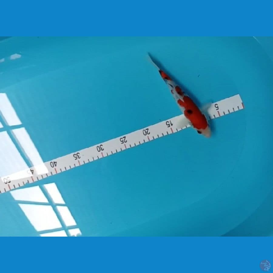 shanke 20cm