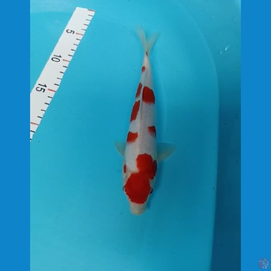 kohaku 23 cm