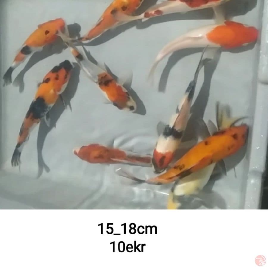 paket mic, 10ekr