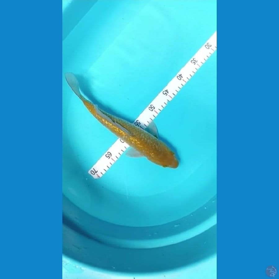 33cm