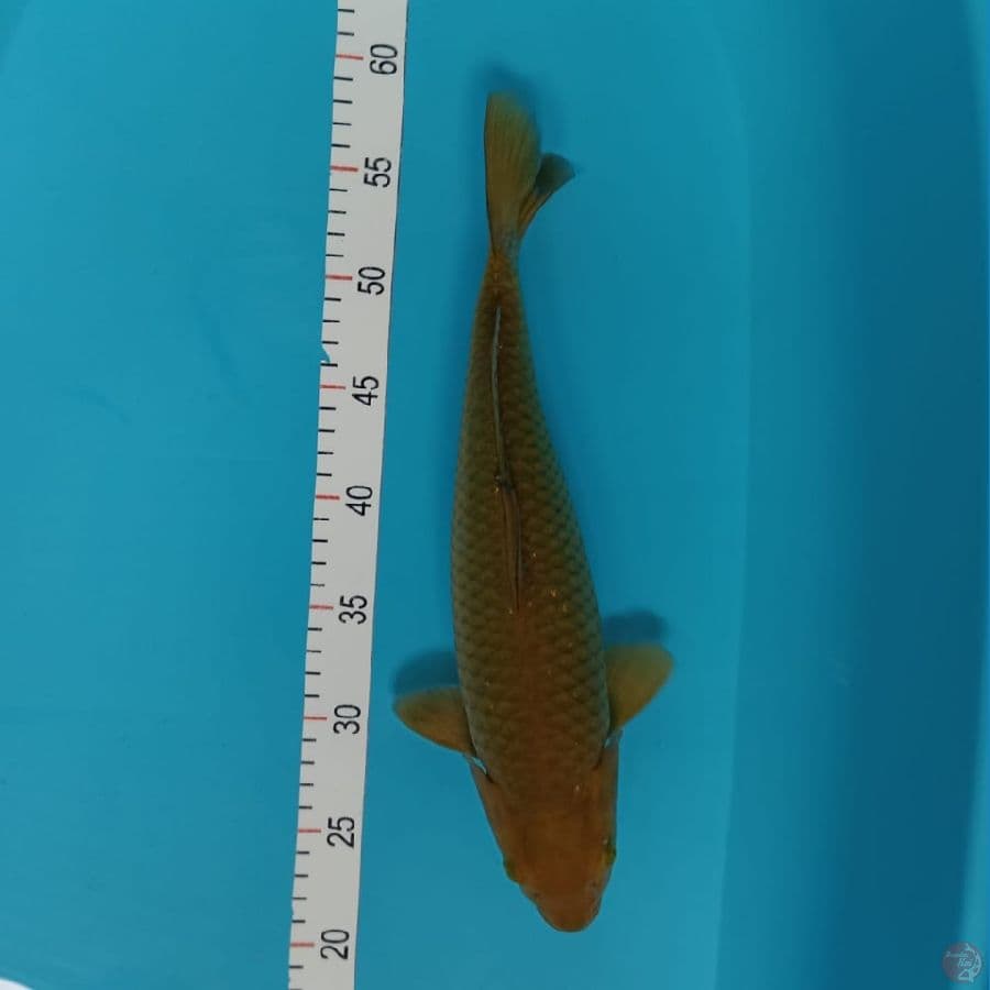 midori 35 cm