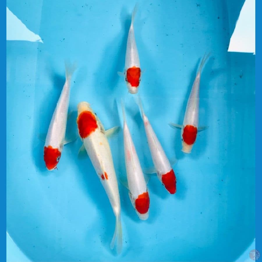 paket tancho, 20-25 cm